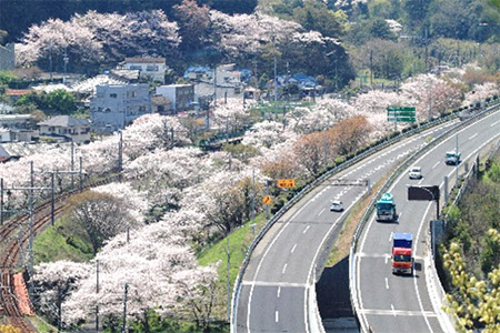 優秀賞作品名：桜花爛漫の眺め