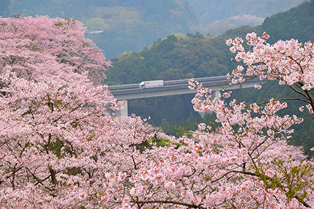 「桜咲く人吉路」瀬戸口 義継さん