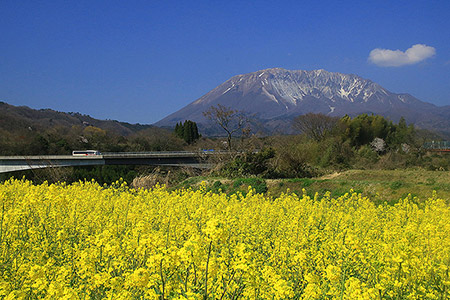 「菜の花咲く大山を走る」桑木 道夫さん