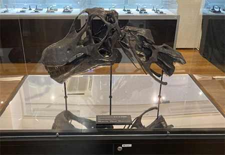 下り線　丹波竜 頭骨レプリカ展示