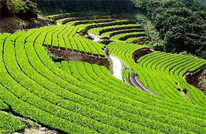 そのぎ茶