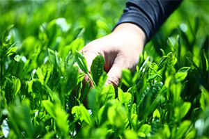 そのぎ茶