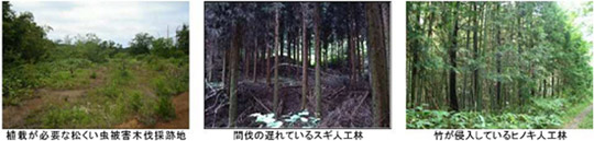 鳥取県の「とっとり共生の森」西伯郡南部町現地写真