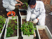 苗の植付けの様子
