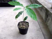 苗の植付けの様子